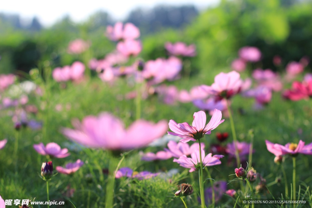 格桑花