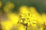 油菜花