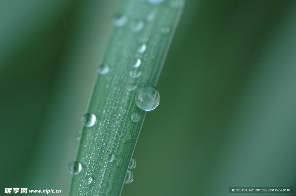 清晨甘雨露