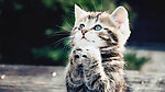 小猫