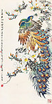玉兰孔雀