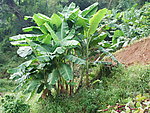 芭蕉树
