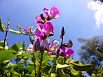 扁豆 花草