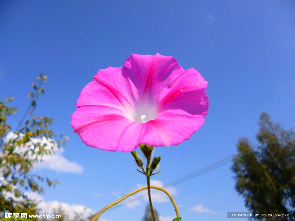 牵牛花