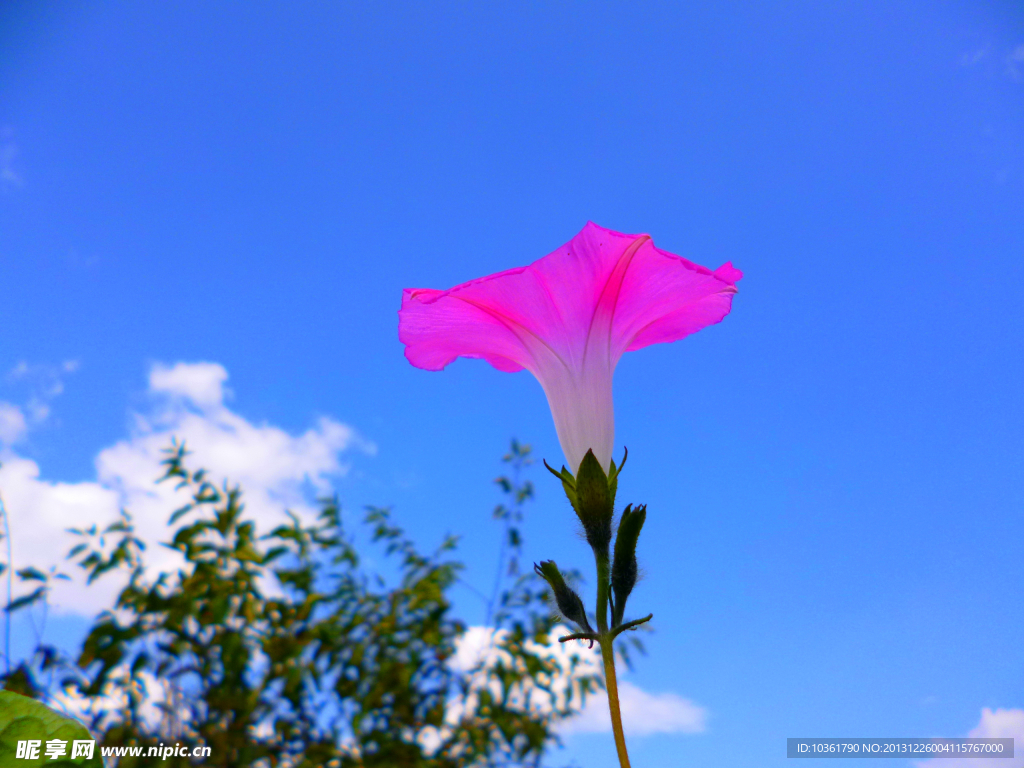 牵牛花