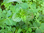 通泉草