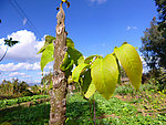 核桃树