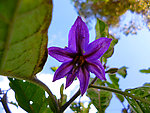 茄子花
