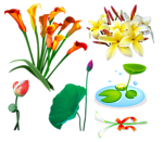 手绘花卉