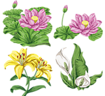 手绘百合