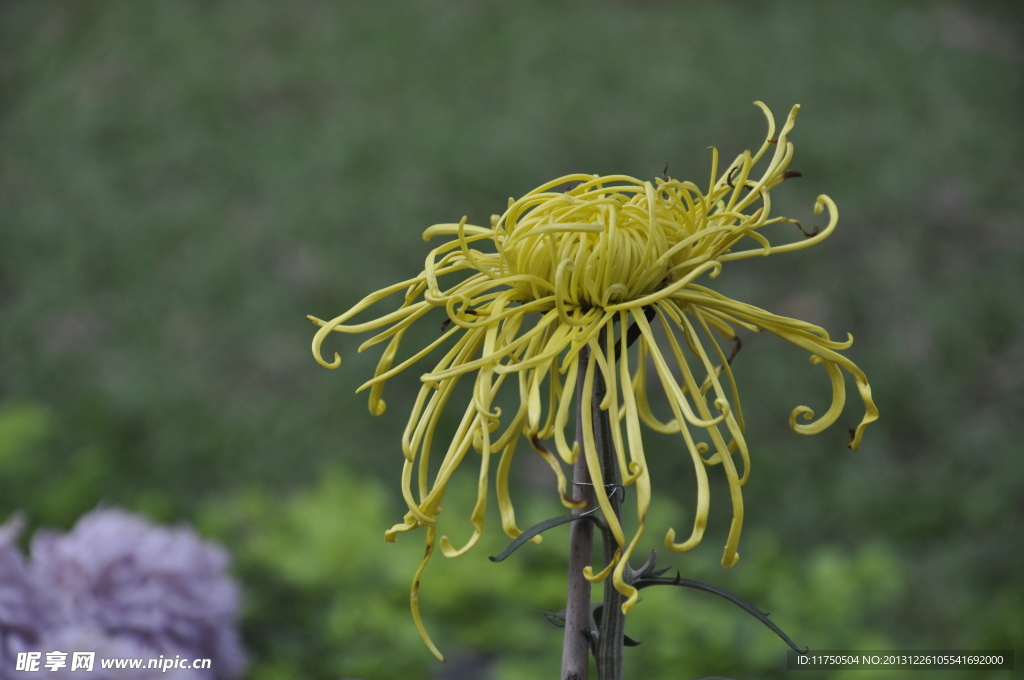 菊花 黄色 菊花展