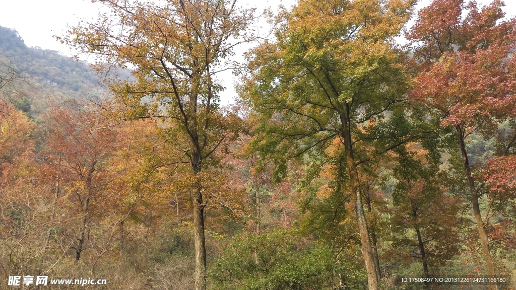 自然风景 秋天枫树林