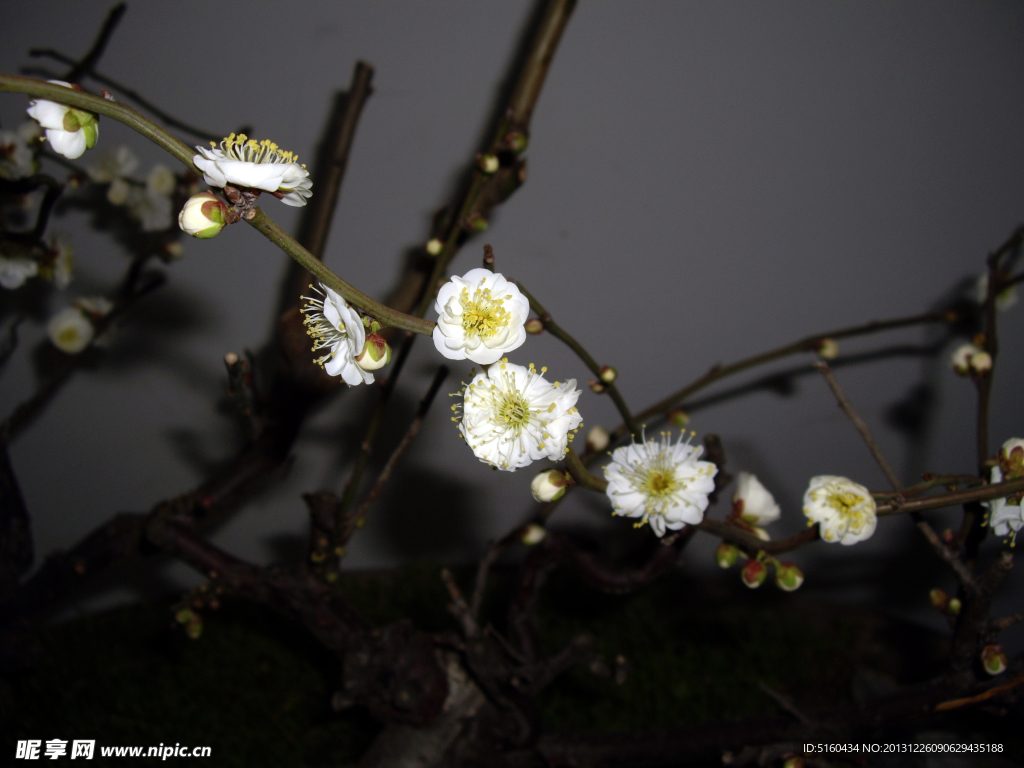 梅花