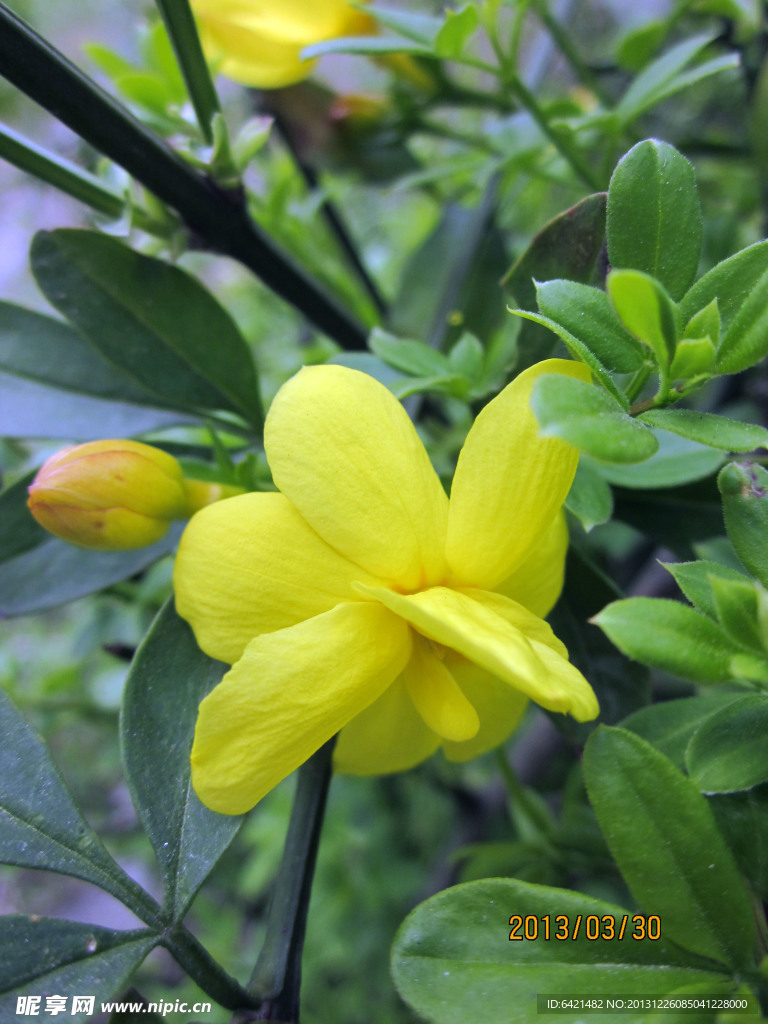 黄色迎春花