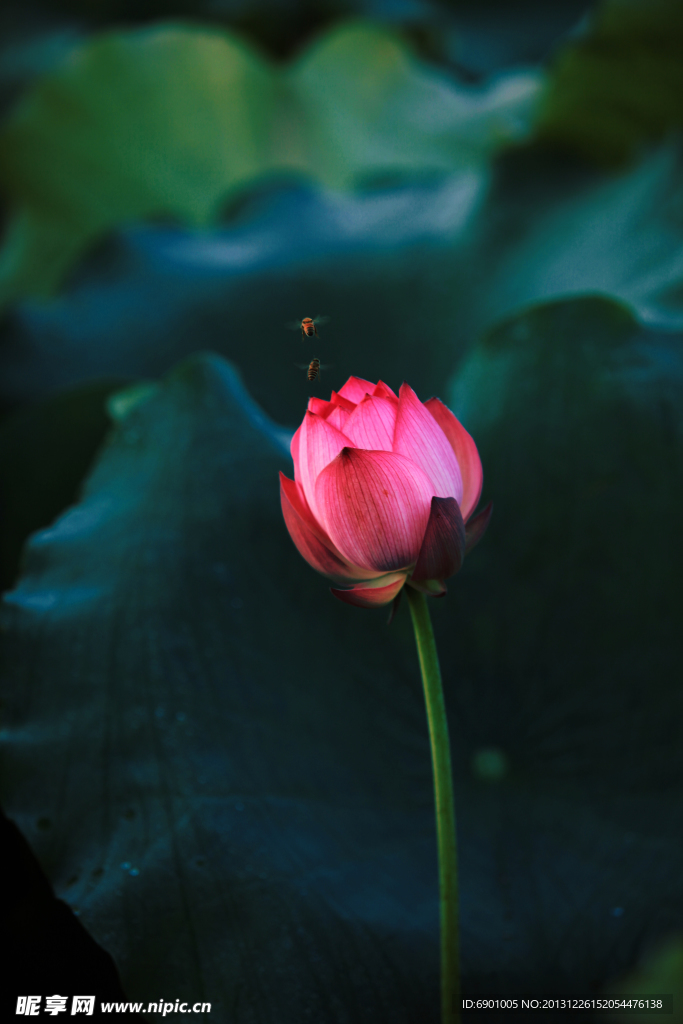 荷花