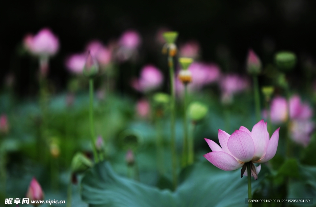 荷花