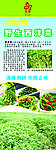 西洋菜
