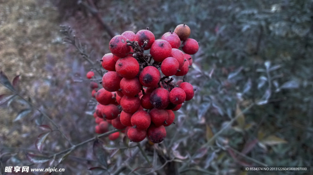 小红果