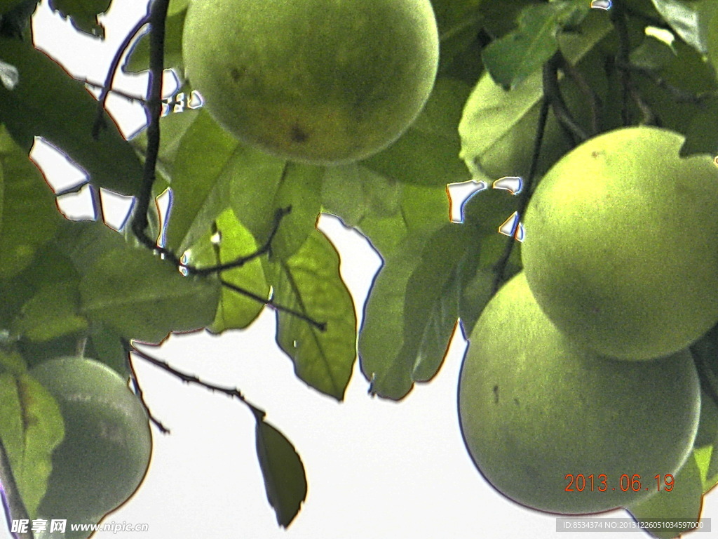 核桃