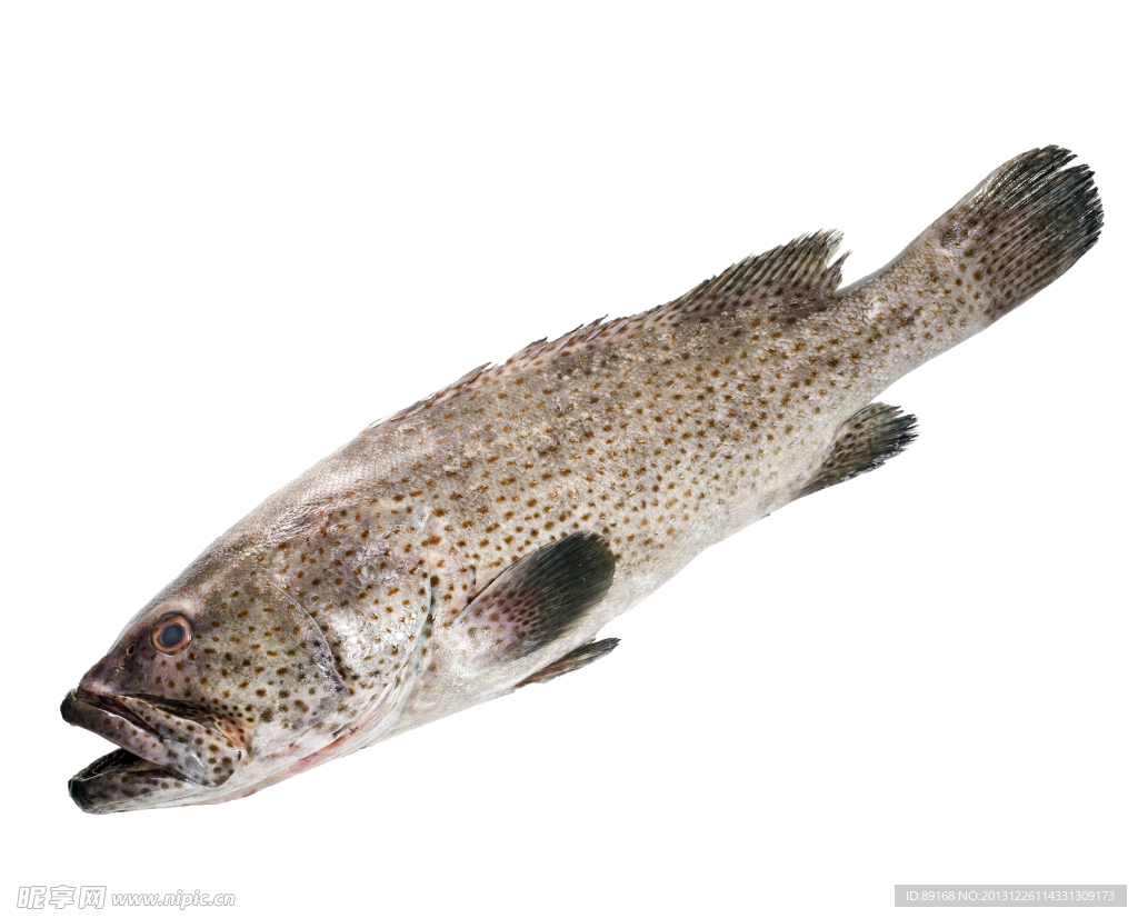 用户照片-Synchiropus splendidus-花斑连鳍-喵潜AI鱼类辨识 FISH ID - 你的在线鱼书