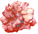 蘑菇