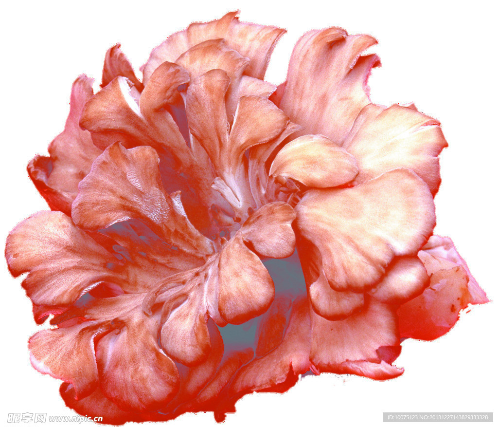 蘑菇