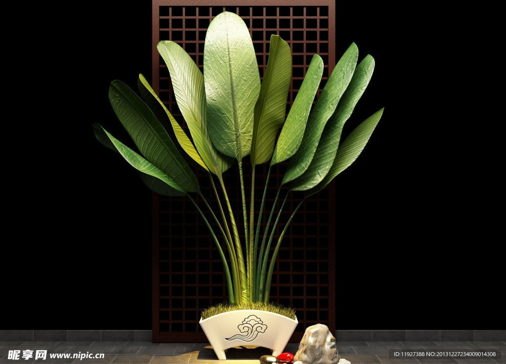美人蕉