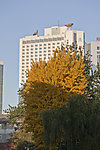 高大的银杏树
