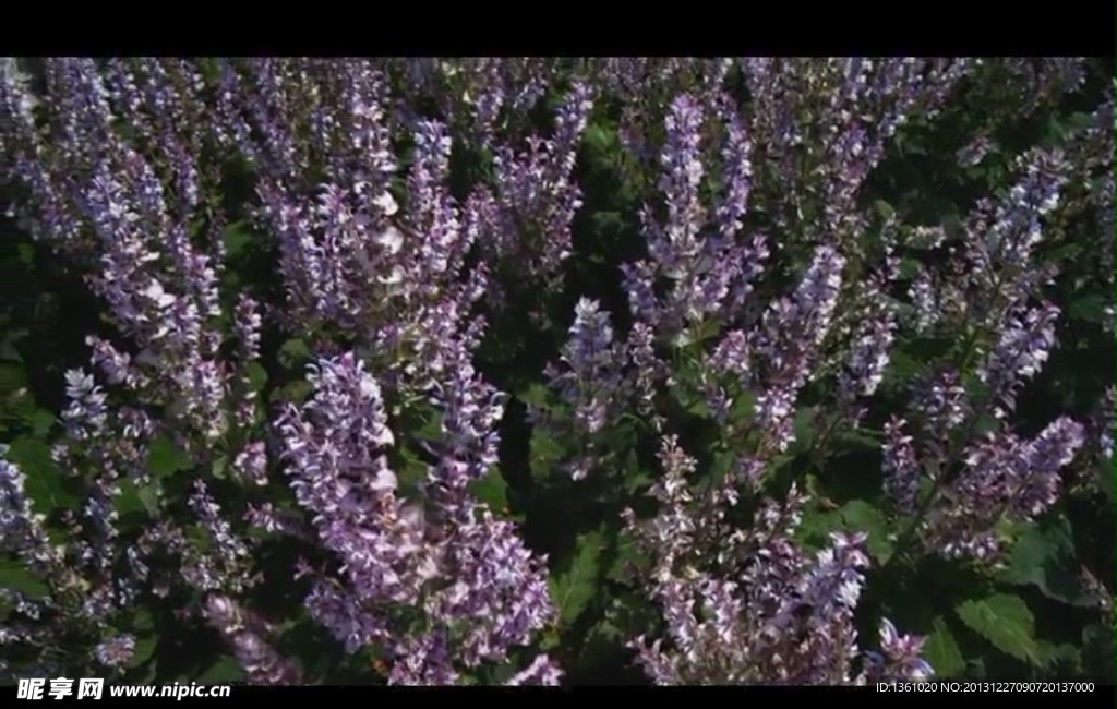 花草视频素材