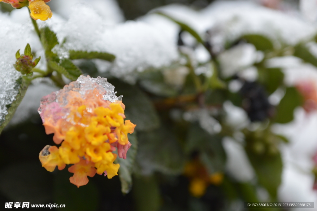 雪中黄花