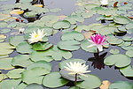 水莲花