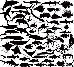 海洋生物剪影