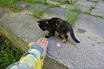 小猫