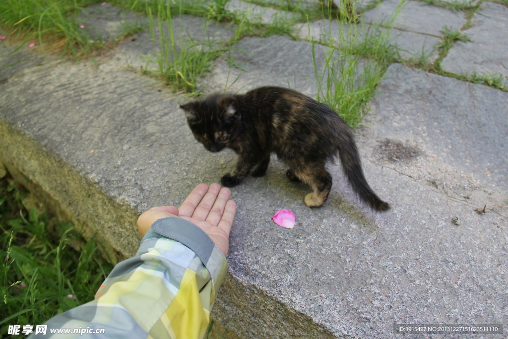 小猫
