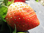 草莓 植物 水果