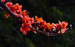 红色木棉花