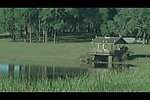 池塘背景视频素材