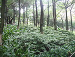 释雅山公园