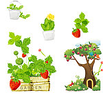 草莓 苹果树
