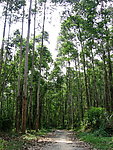 山林