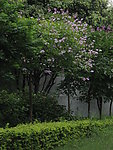 紫薇
