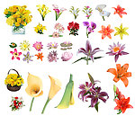 各种花卉