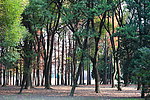 共青森林公园