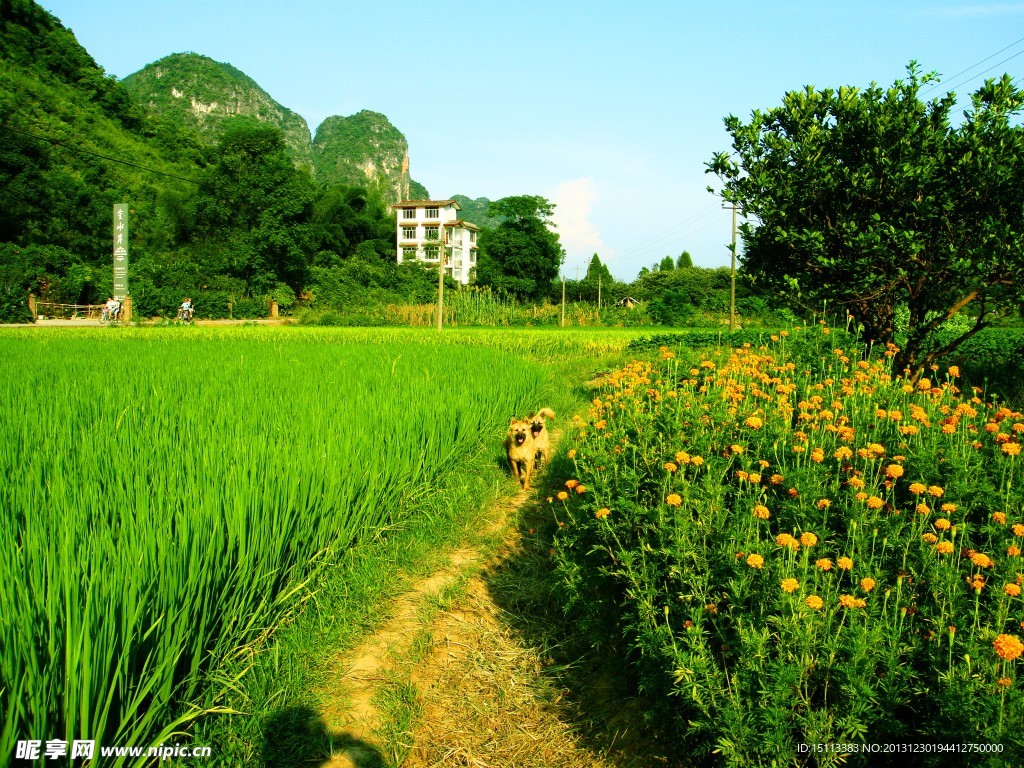 田间风景