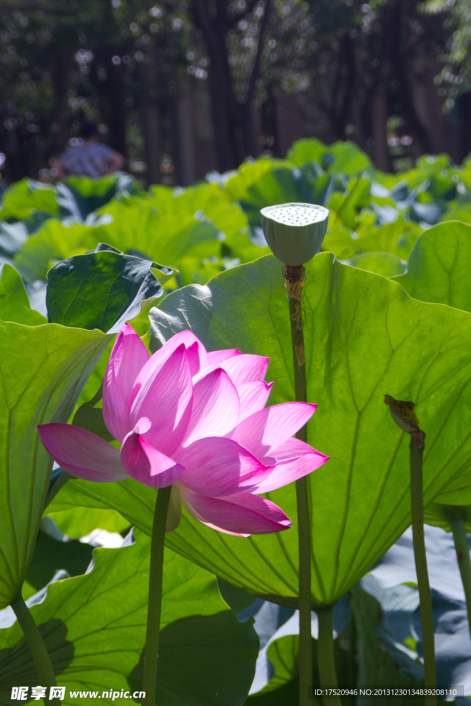 芙蓉荷花