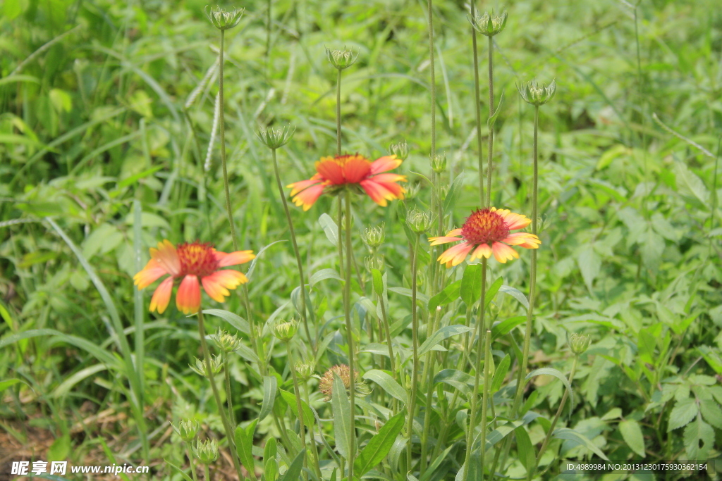 野花绿草