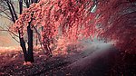 藏红秋花 枫叶瑟瑟