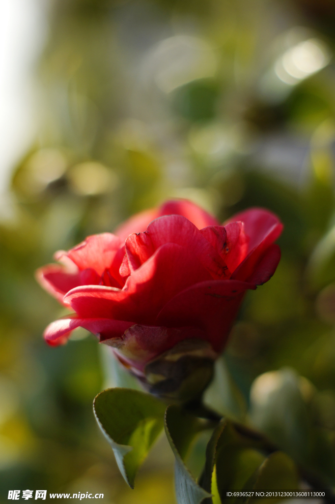 茶花