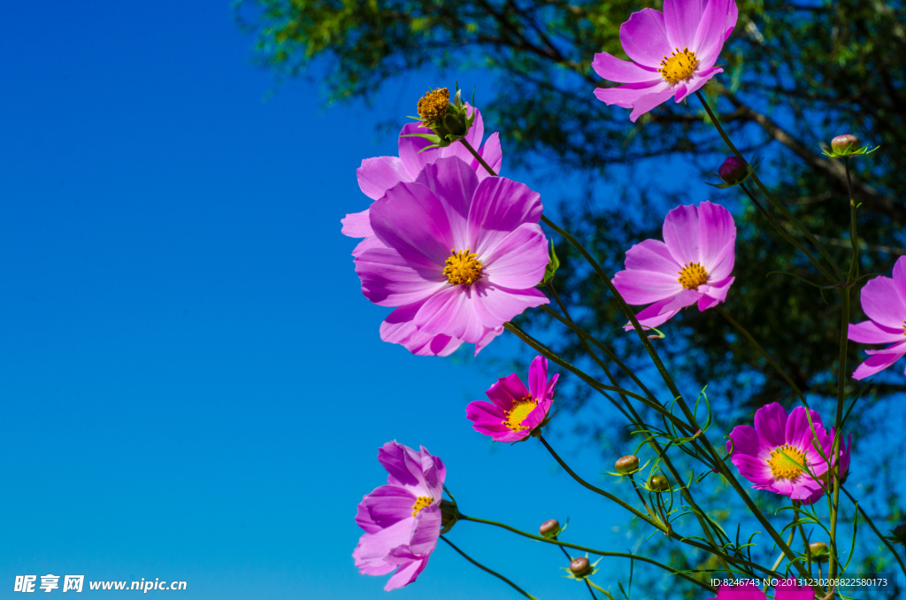 格桑花
