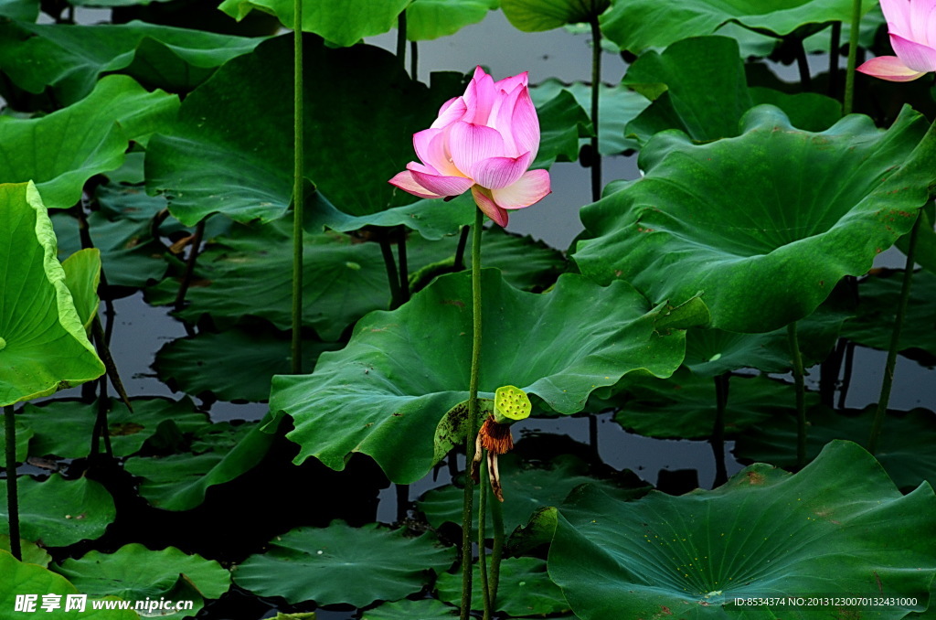 荷花